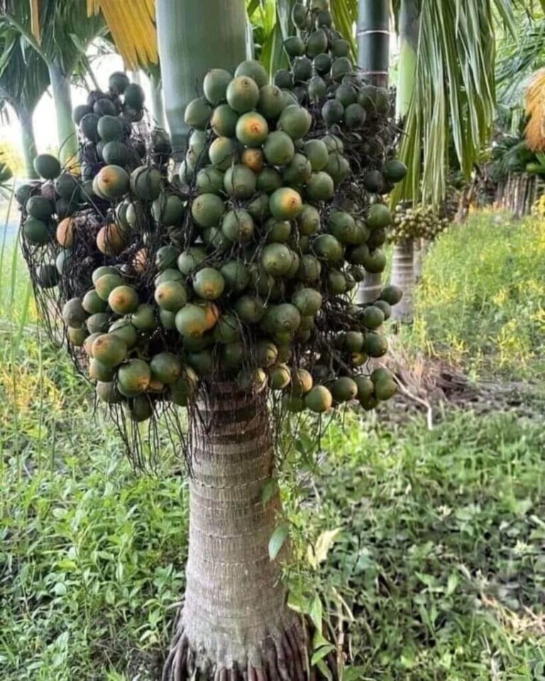 Picsart_25-06-18_09-24-55-292-819x1024