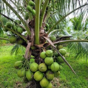 ৪ পিচ নারিকেল গাছের প্যাকেজ