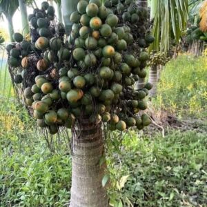 100 পিচ সুপারি চারার প্যাকেজ