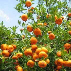 ৩ পিচ কমলা গাছের প্যাকেজ